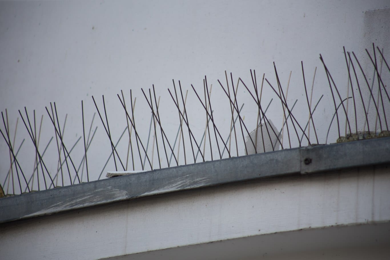 Pics anti pigeons posés sur rebord de bâtiment