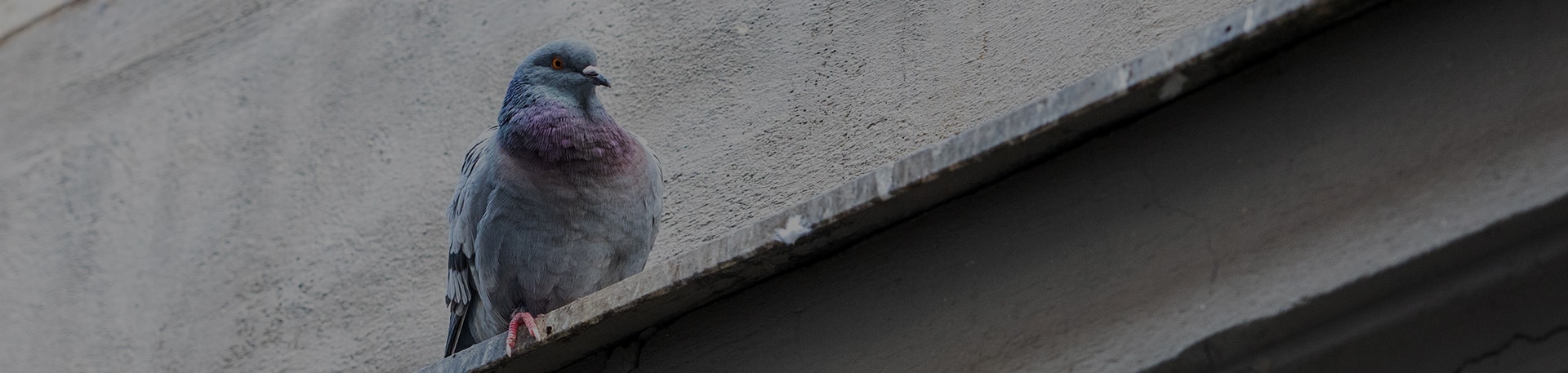 Services de dépigeonnage à Rennes