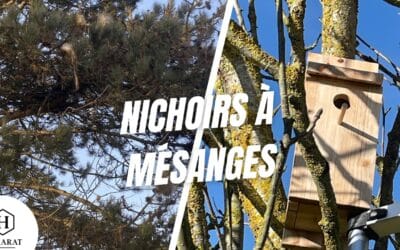 Installation nichoir mesange caen