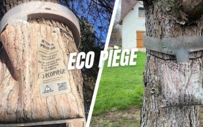 Éco-piège contre les chenilles processionnaires : fonctionnement et utilité