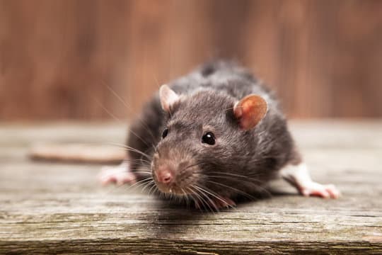 Rats et souris à Caen