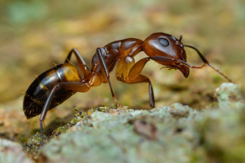 Fourmis