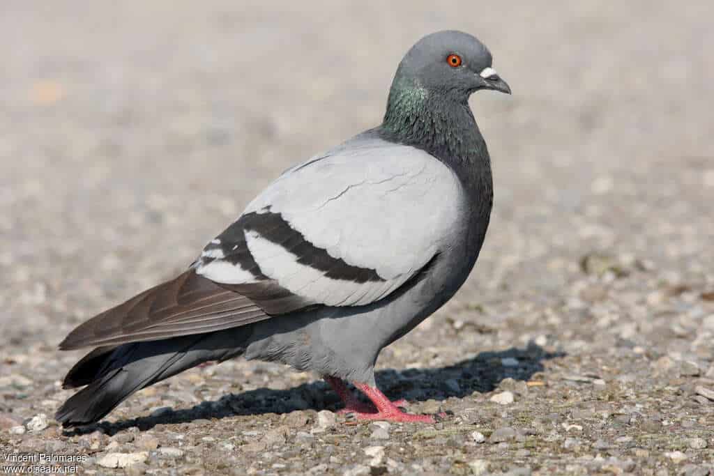 Pigeons