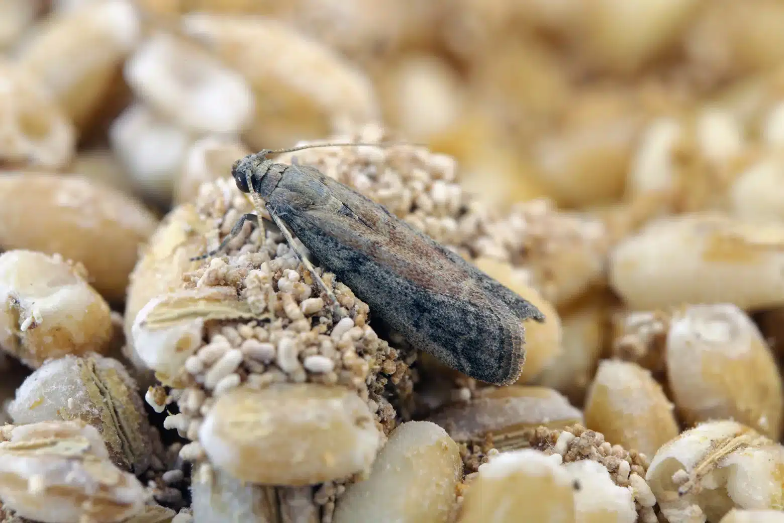 Mites et teignes