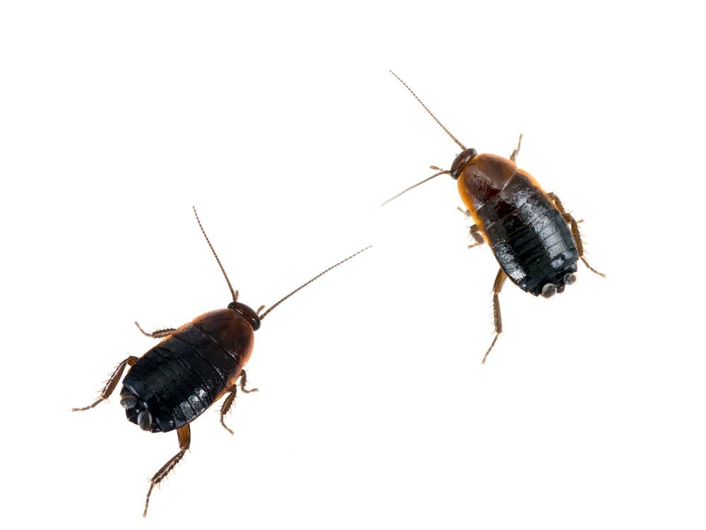 Blatte orientale à Caen - désinsectisation cafards