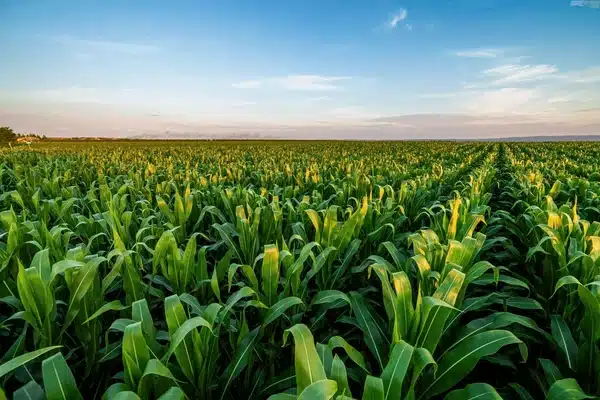 Diagnostic campagnols des champs cultures agricoles Hexarat