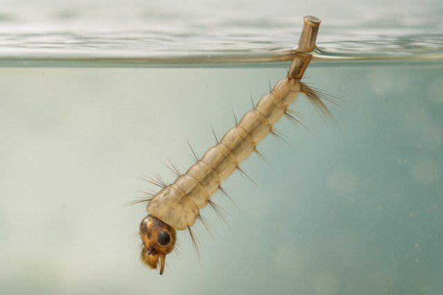 Larves de moustiques dans une eau stagnante