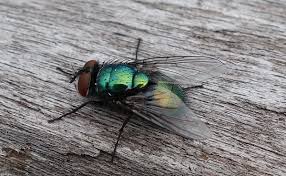 Mouche à viande autour des déchets et matières organiques