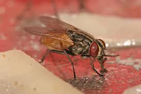 Mouche domestique dans une cuisine ou un commerce alimentaire