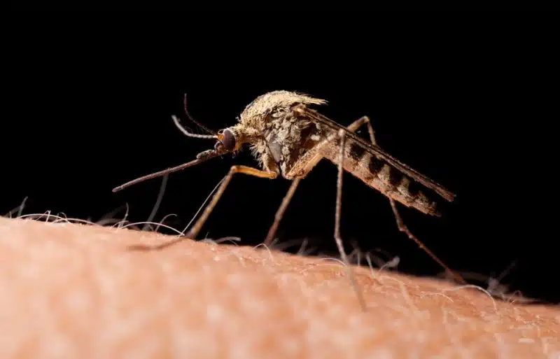Moustique commun en extérieur près des habitations