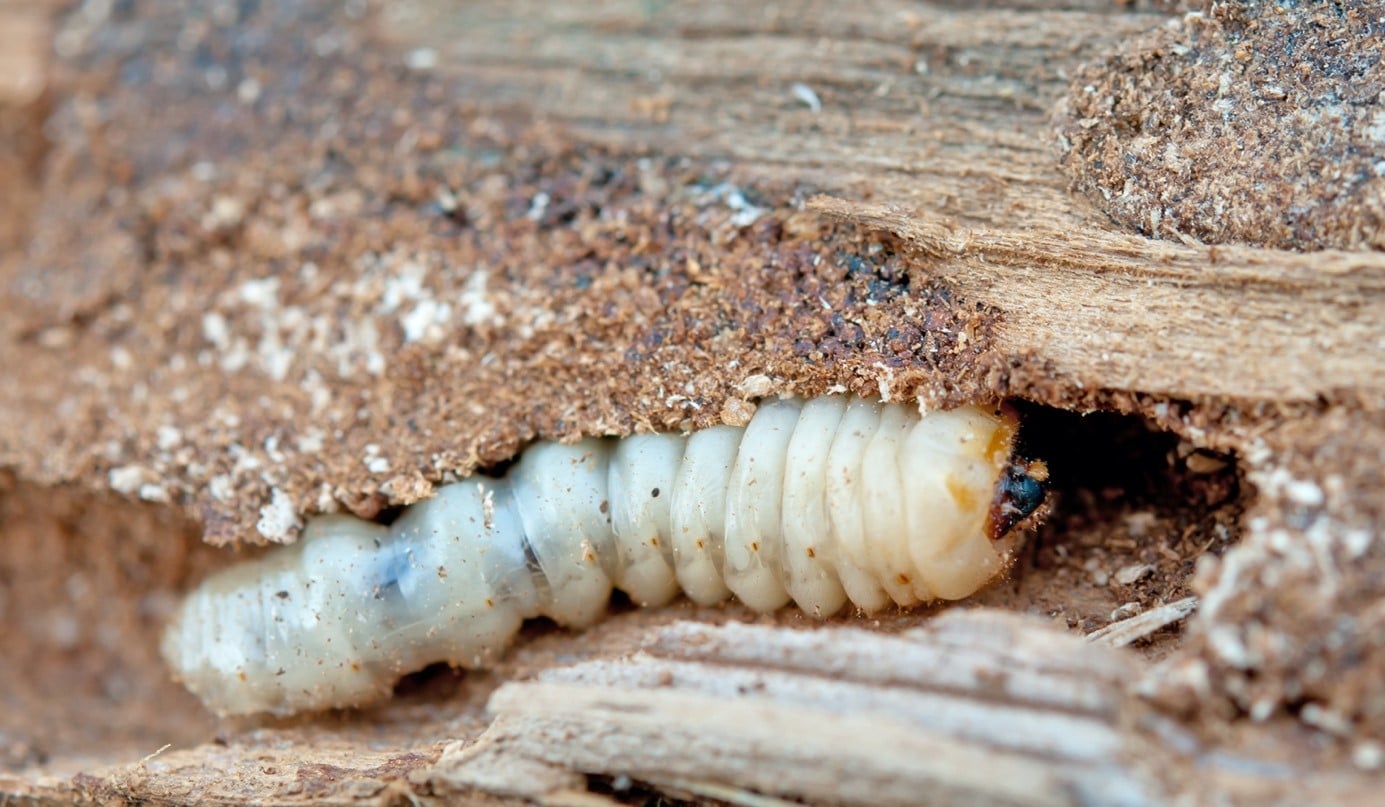 Petite vrillette insecte xylophage