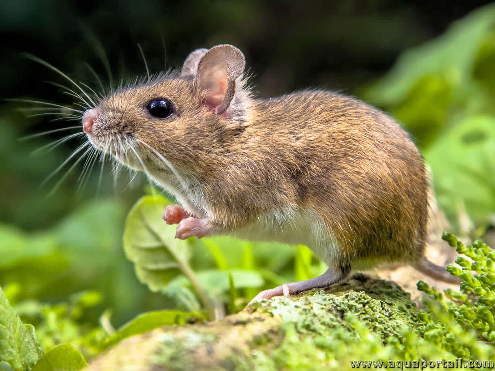 Dératisation rats et souris à Laval
